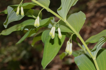 Obraz premium Salomonsiegel, Weißwurz, Polygonatum muliflorum