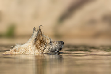 Dog swimming on the river in summer side view
