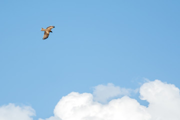 eagle hawk flying in the blue sky on a background of blue sky