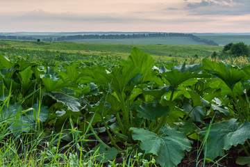 Garden beds with vegetables , green pumpkin leaves close up, ripening pumpkin, sunrise in the village