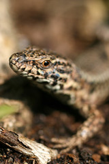 lizard