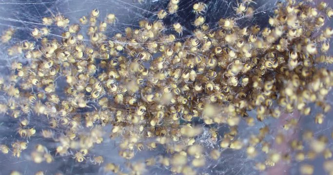 Hundreds of orb spiders crawling around in nest shot close up macro