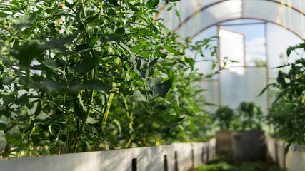 Fototapeta na wymiar greenhouse with green flowering tomatoes and peppers