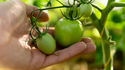 greenhouse with green flowering tomatoes and peppers