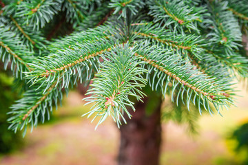 Coniferous branch close up. For floral background. Green foliage and plants bokeh