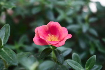 pink rose in garden