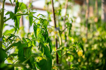 Close up of little young green tomatoes growing on green branches with blurred organic greenhouse background, agriculture and cultivation concept. Season of growing vegetables in green house.