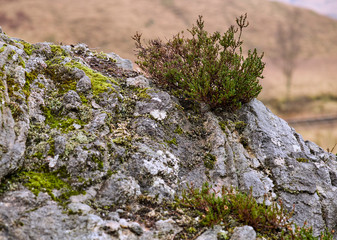 Heidekraut auf Felsen Schottland Highlands