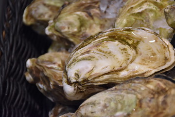 French oyster, breed - black pearl, seafood