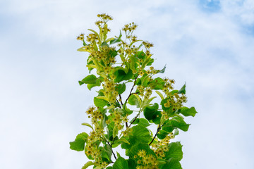 Linden blossoms against the blue sky. Linden flowers.