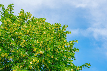 Linden blossoms against the blue sky. Linden flowers.