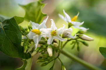 White flower closeup of eggplant trees Asia, Thailand