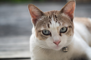 Close up view of a cute cat, selective focus.
