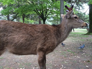 奈良公園のシカ
