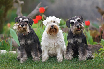 One white and two black and silver Miniature Schnauzer dogs with natural ears posing together sitting on a green grass near a flowerbed is spring