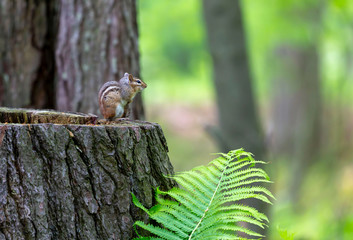 astern chipmunk (Tamias striatus) at a feeder in the forest