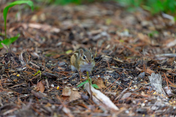 astern chipmunk (Tamias striatus) at a feeder in the forest
