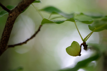 マルバノキのハート型の実