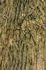 Cracked old tree bark, brown texture background, close-up. Mystical patterns of tree bark.