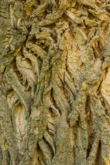 Cracked old tree bark, brown texture background, close-up. Mystical patterns of tree bark.