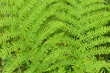 Wald-Frauenfarn