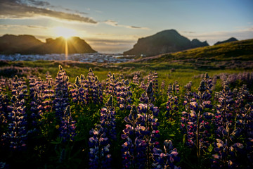 Sunset over lush lupine fields in South Iceland