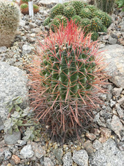 Red barrel cactus in a succulent garden
