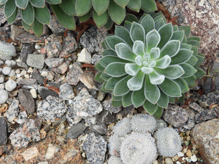 Top view of a dark green Echeveria with white fuzz and stones and other succulents in the...