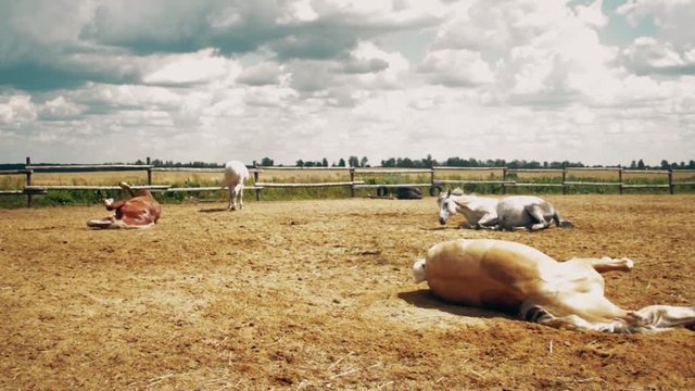 A beautiful horses rolls on the field in pre-storm weather
