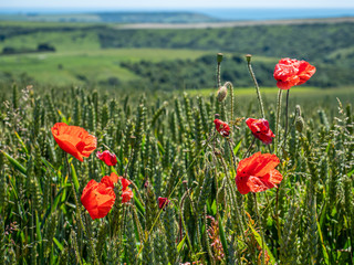 Obraz premium Pole maków