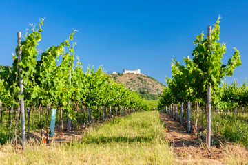 Obraz premium vineyards, castle Devicky, Palava, Moravia region, Czech Republic