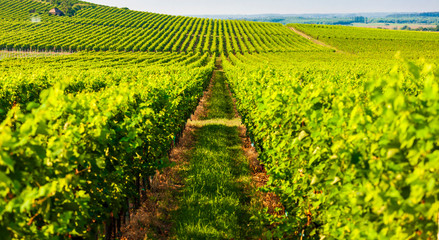 Fototapeta na wymiar wineyard near Villany in Hungary