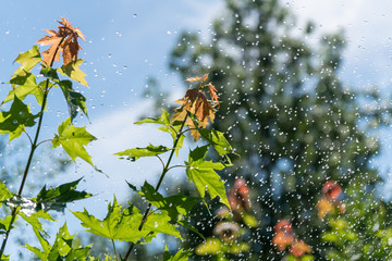 Little rain from clear sky.