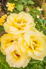 Yellow Rose flowers in close up