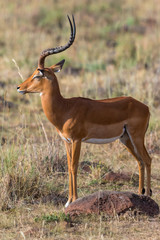 Naklejka premium African Impala with closed eyes
