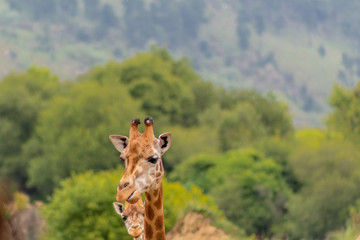 Fototapeta premium Giraffes walking in the early morning, with mountains in the background