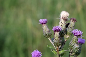 Burdock blooms in the meadow. The background is blurred.