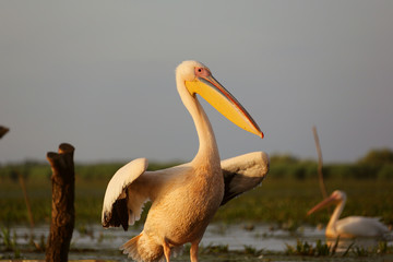 Great white pelican at dawn in Danube Delta