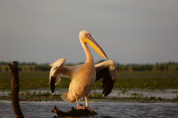 Great white pelican at dawn in Danube Delta