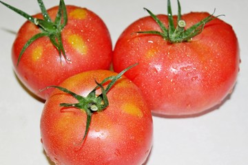 tomato on a white background
