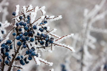 winter landscape, Moravia region, Czech Republic