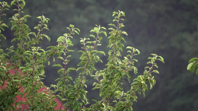 Regen