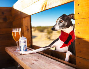 italian greyhound dog at outdoor bar ordering beer