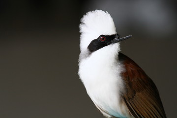 White-crested Laughingthrush