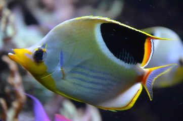 Tropical fish in aquarium in Berlin