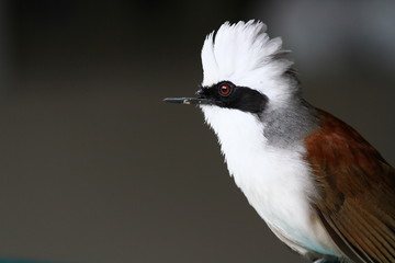 White-crested Laughingthrush