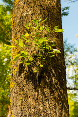 Fototapeta premium A new branch appeared on the tree trunk.