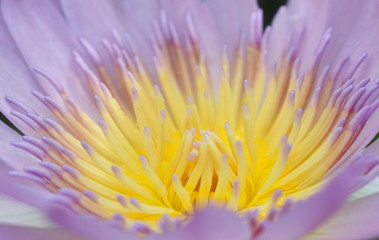 close up of lotus pollen blooming in pool