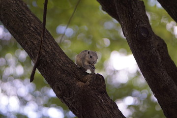 squirrel on tree