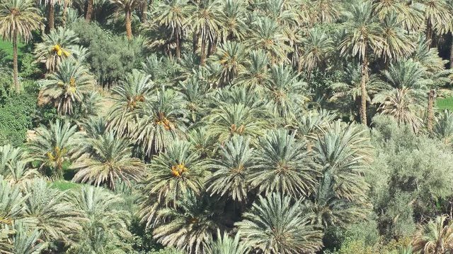 Close up of a Moroccan palmeraie